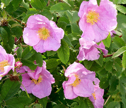 Fairfood nơi bạn tìm thấy những gì tinh túy của tự nhiên 