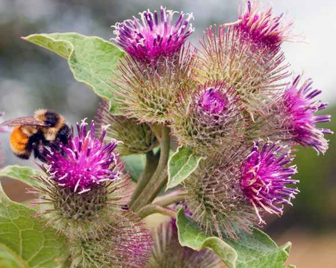 Fairfood nơi bạn tìm thấy những gì tinh túy của tự nhiên 