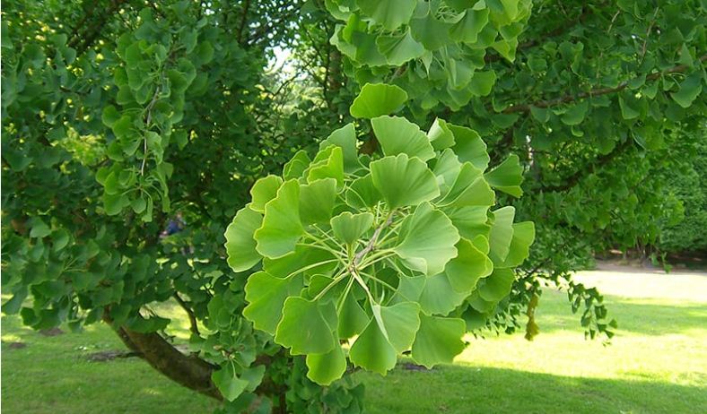 hoat-huyet-duong-nao-gingko-bibola EVALAR cai thien tri nho ,dau dau ,benh tien dinh2