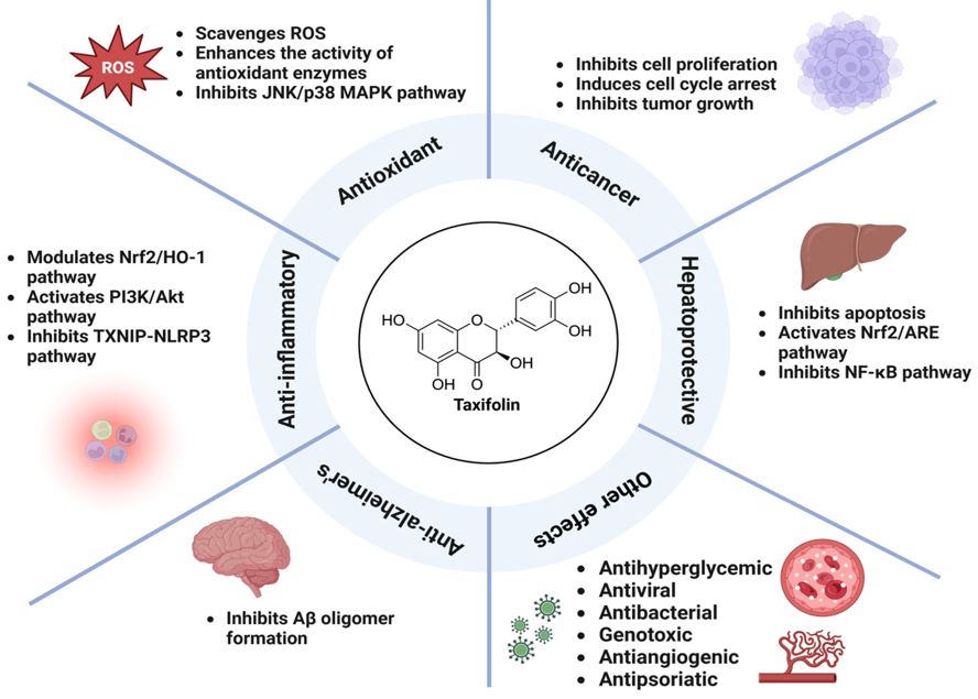 Taxifolin chiet xuat tu thong cua nga