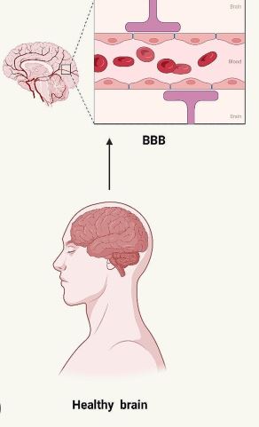 taxifolin cho suc khoe nao bo
