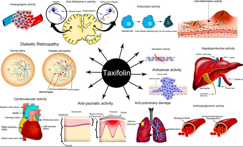 taxifolin cho suc khoe tong the
