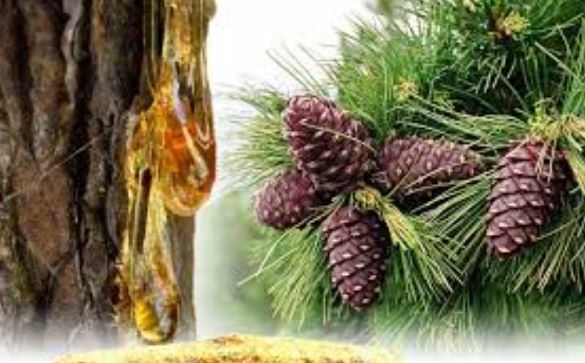 Dau nhua thong cua NGA thanh loc mau song tho cua nguoi siberian fairfood