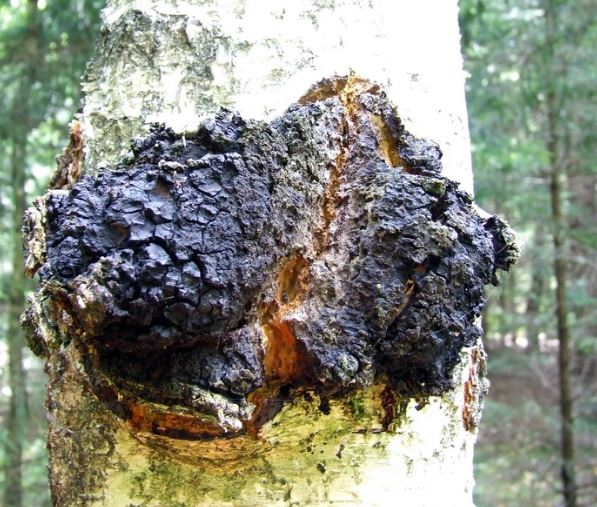 nam chaga cua nga