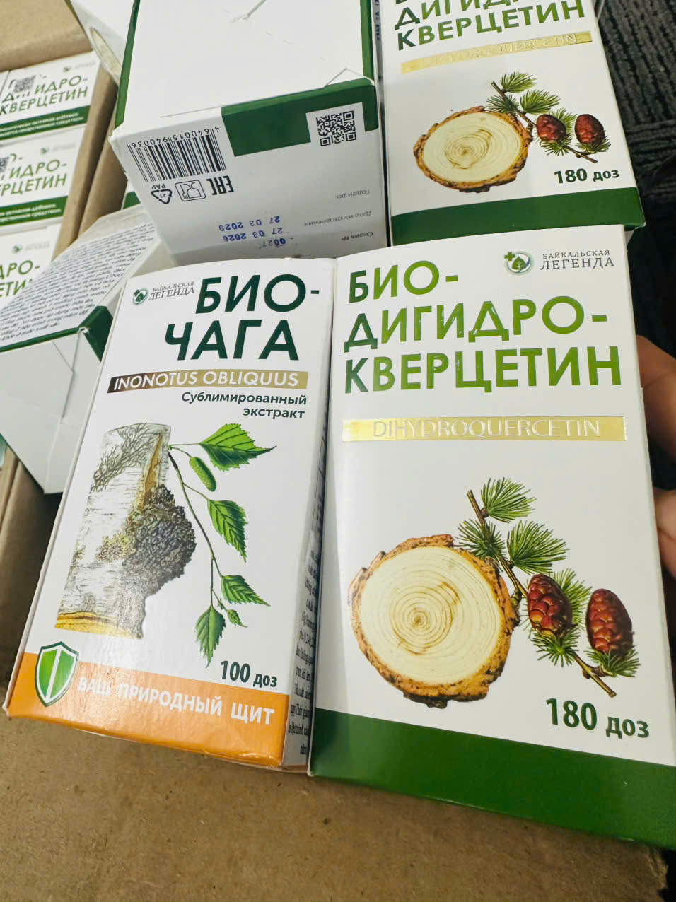 biochaga va bio dihydroquercetin cho dot quy, tien dinh, dau nua dau mo mau
