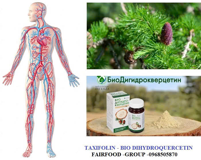 taxifolin hay con goi BIO dihydroquercetin chong oxy hoa 1manh