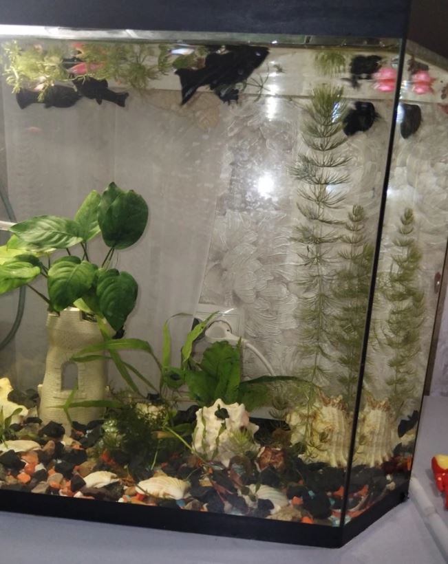 da khoang loc nuoc shungite cua nga lam sach be ca
