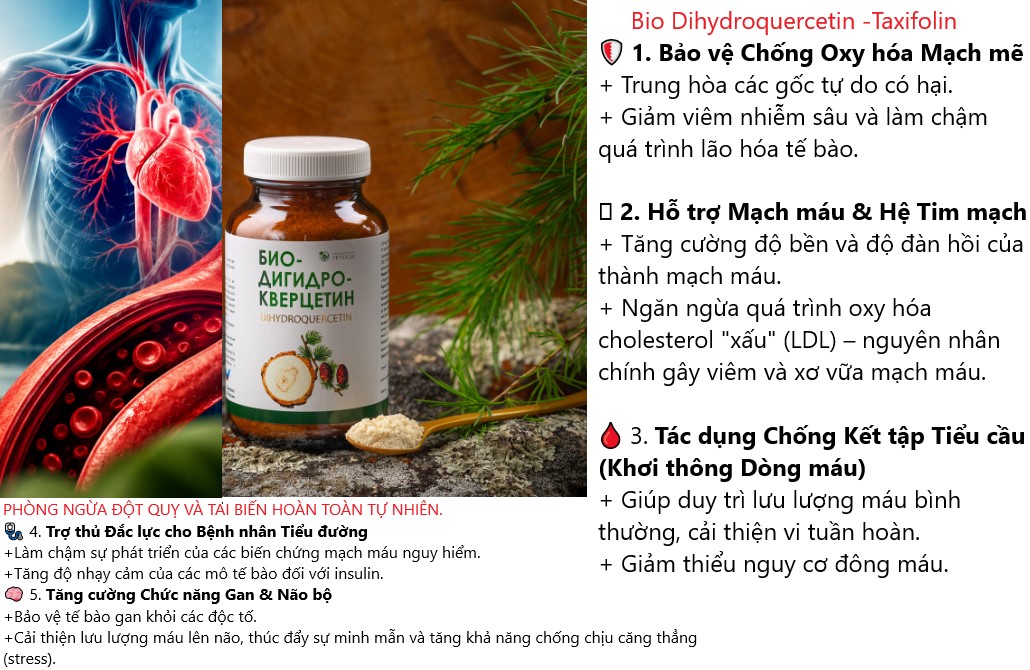 dihydroquercetin duong tung cua NGA bot thong do, phong dot quy, huyet khoi benh ma tri nho5
